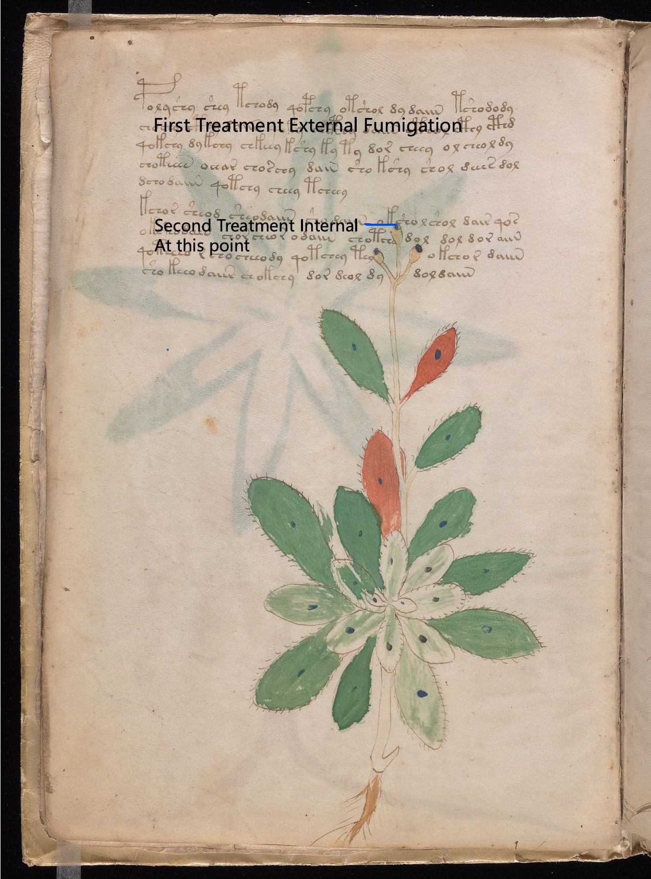 Secondary labelled diagram of Folio 7v